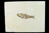 Fossil Fish (Knightia) - Green River Formation - Wyoming #136541-1
